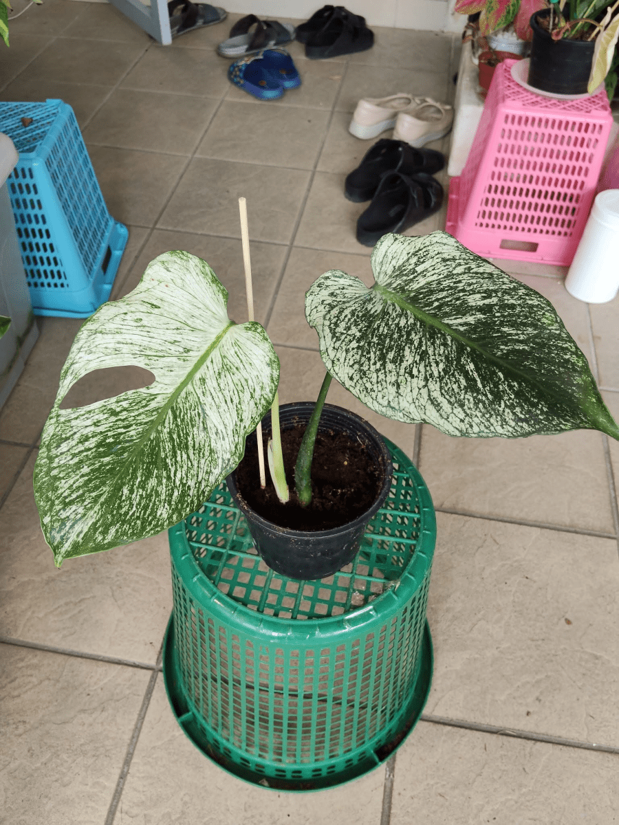 Monstera Devil Monster