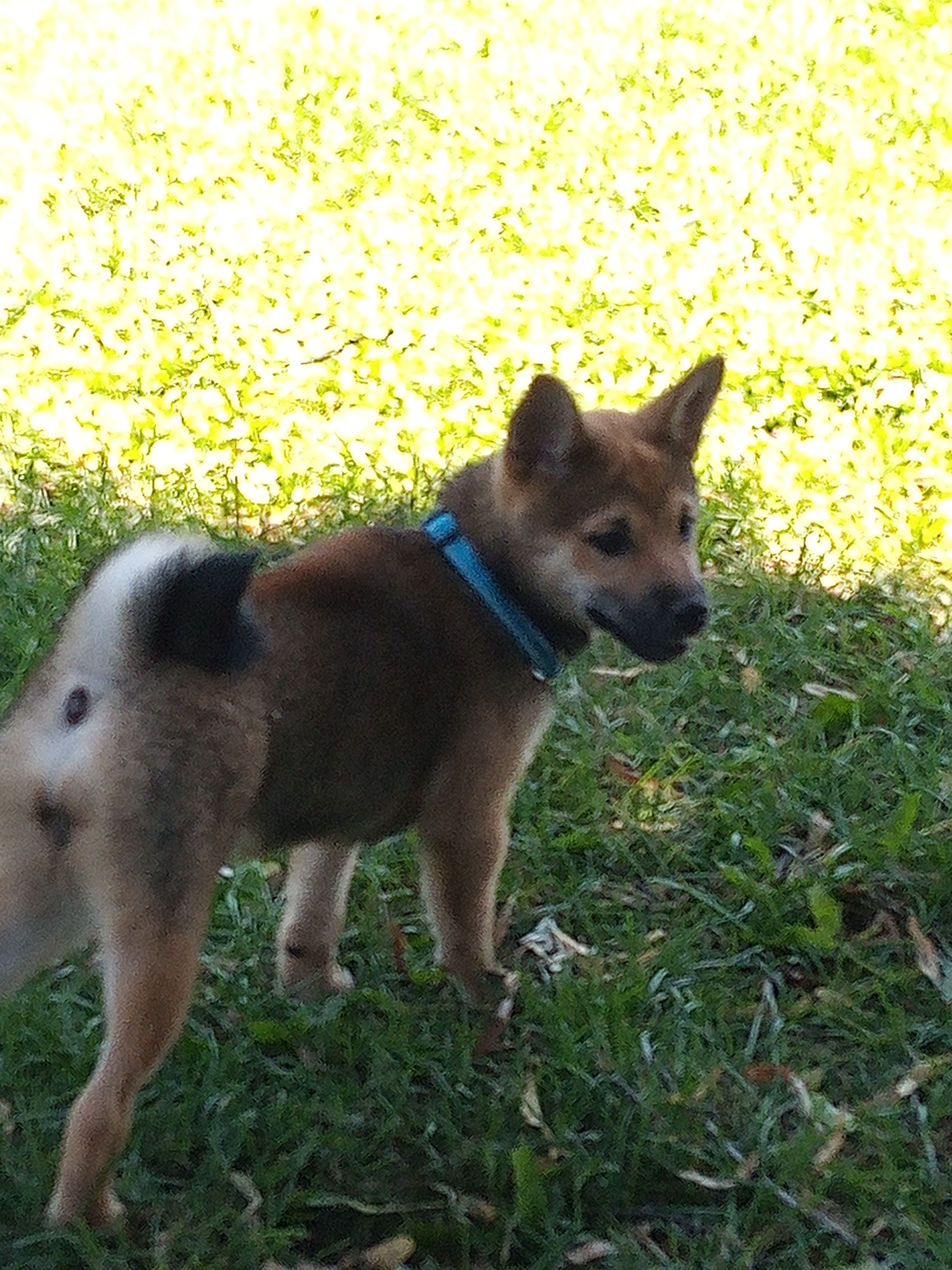 Female Shiba Inu in Traverse City, Michigan