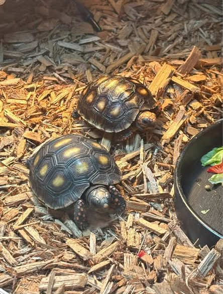 Tortoise in Chicago, Illinois