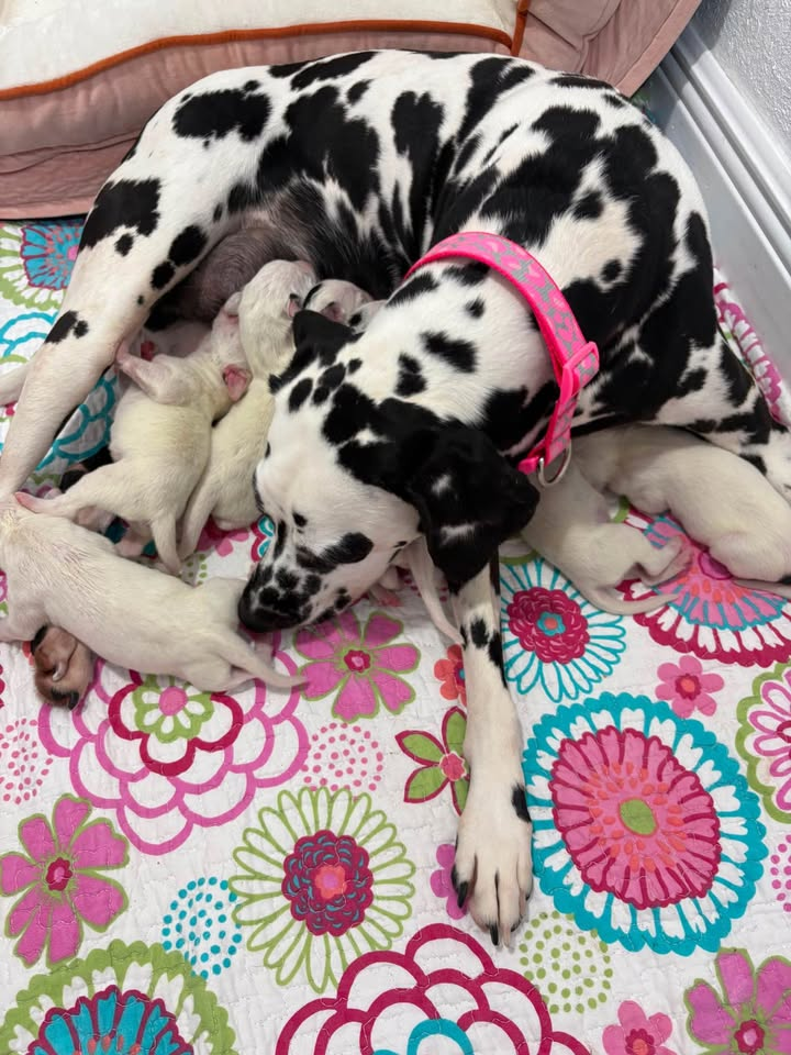 Dalmatian in Bergen County, New Jersey