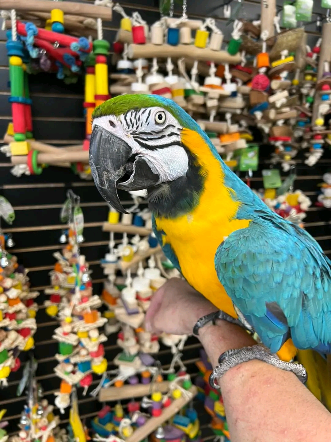 Female Macaws in Hamilton City, California, photo 2