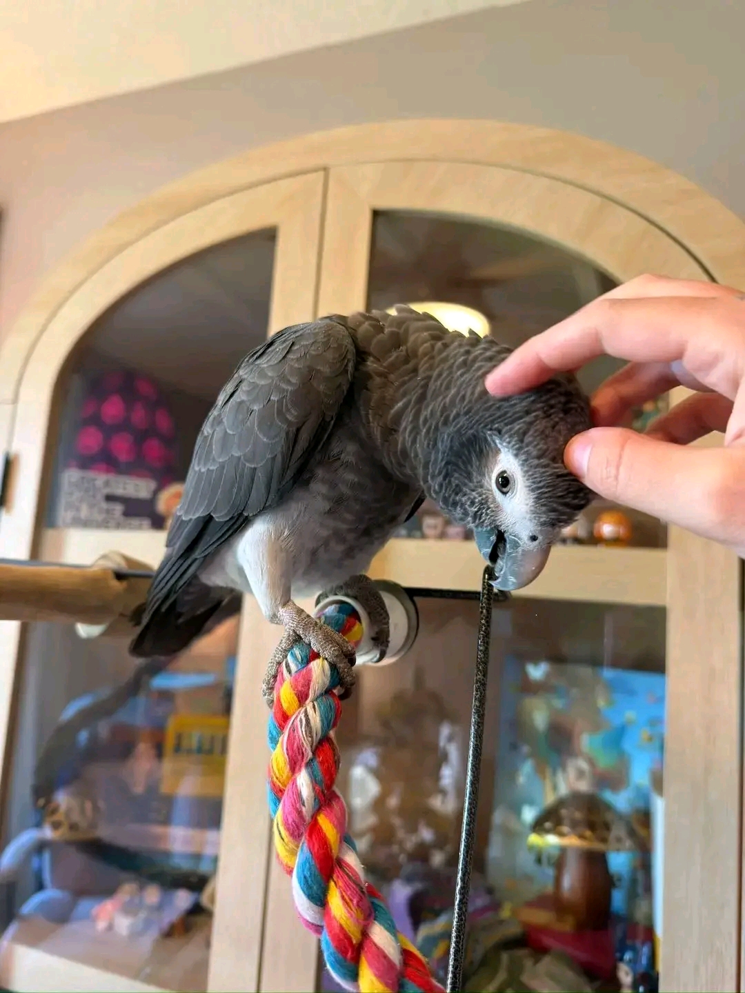 Female African Grey in Hamilton City, California