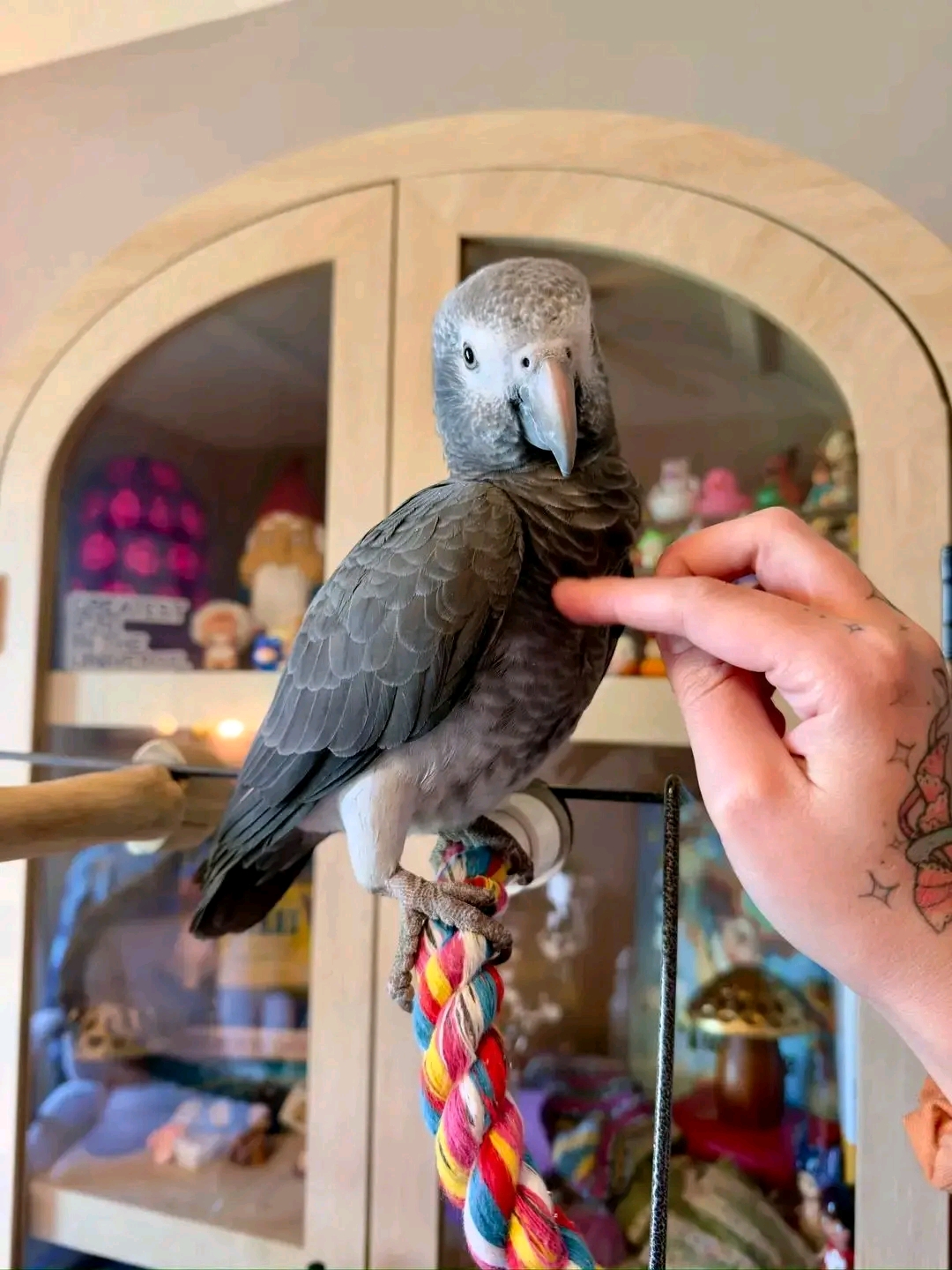 Female African Grey in Hamilton City, California, photo 2
