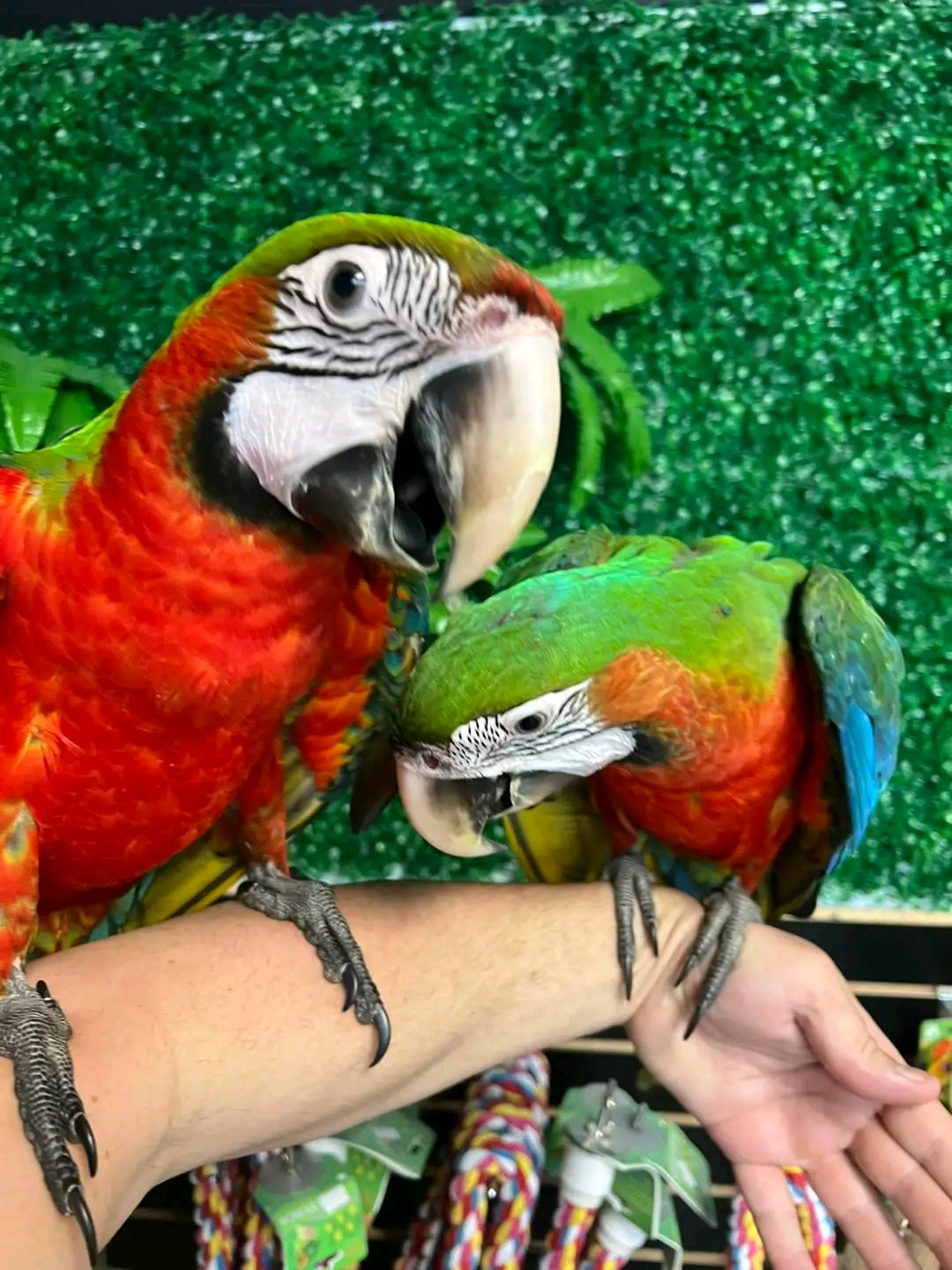 Macaws in Bolivar Peninsula, Texas