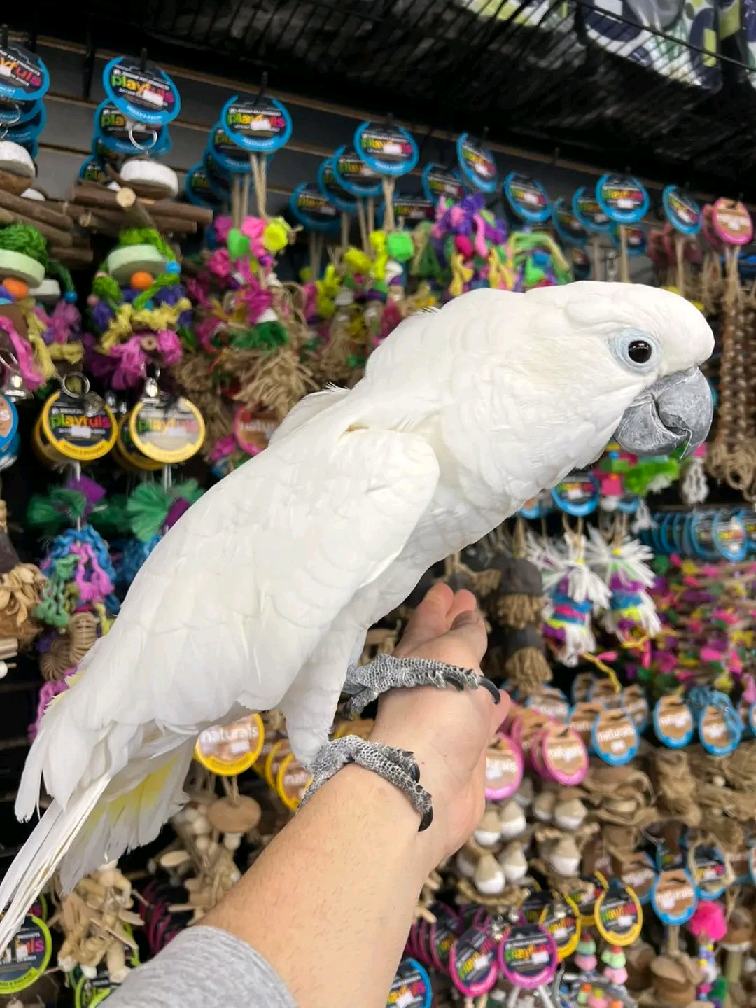 Male Cockatoos in Bolivar Peninsula, Texas, photo 2