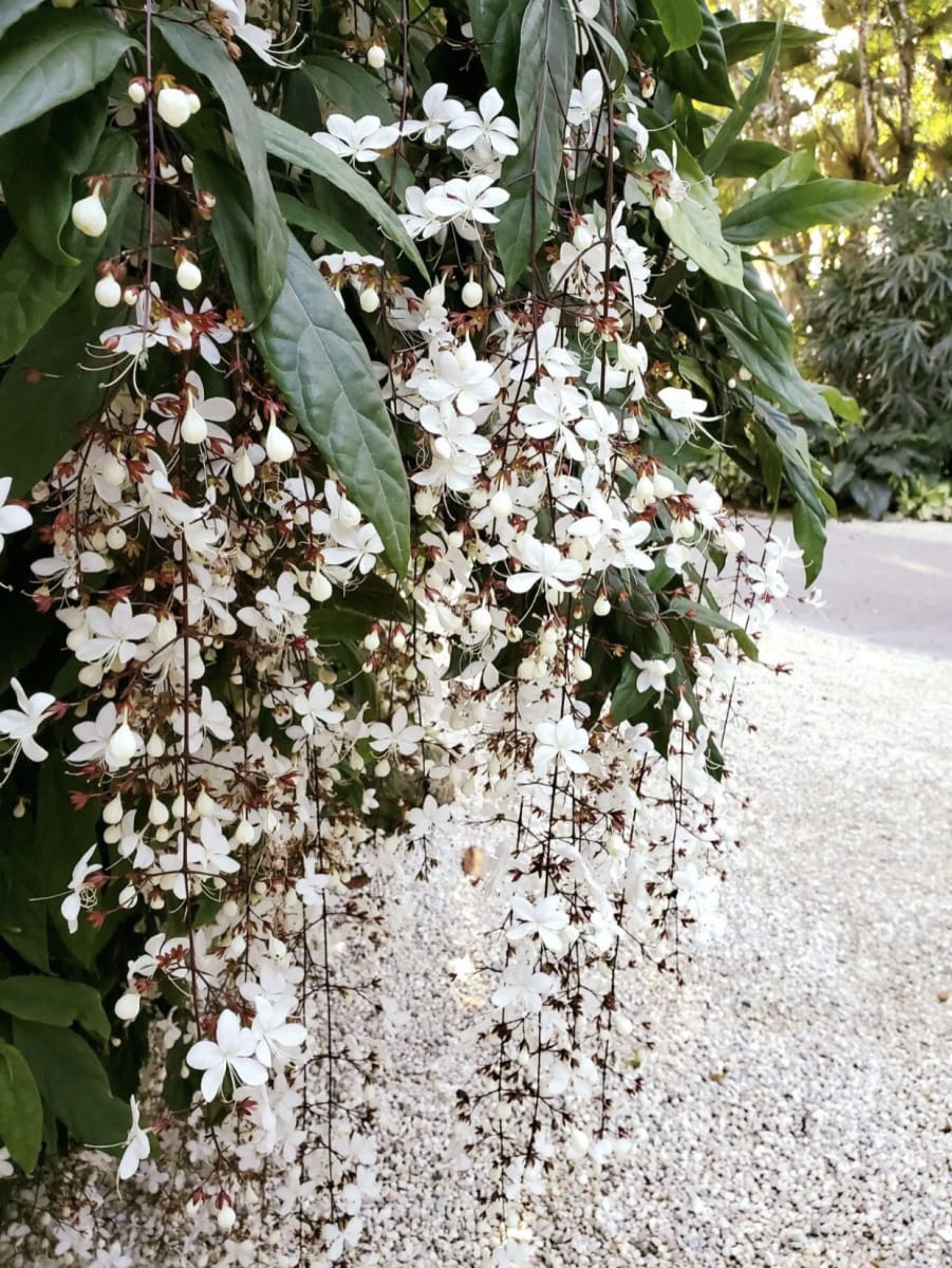 Chains of Glory