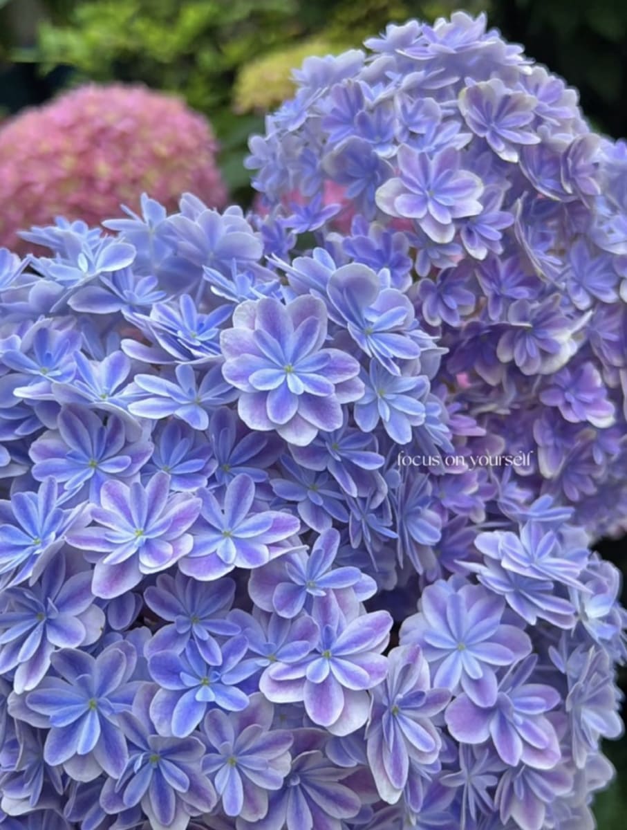Japanese Hydrangea Mangekyou