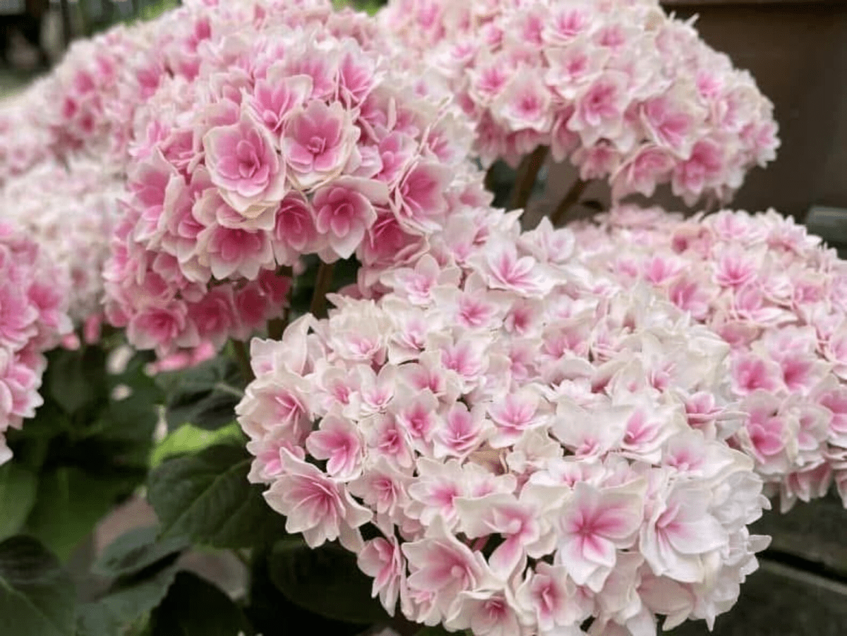 Japanese Hydrangea Ryugu