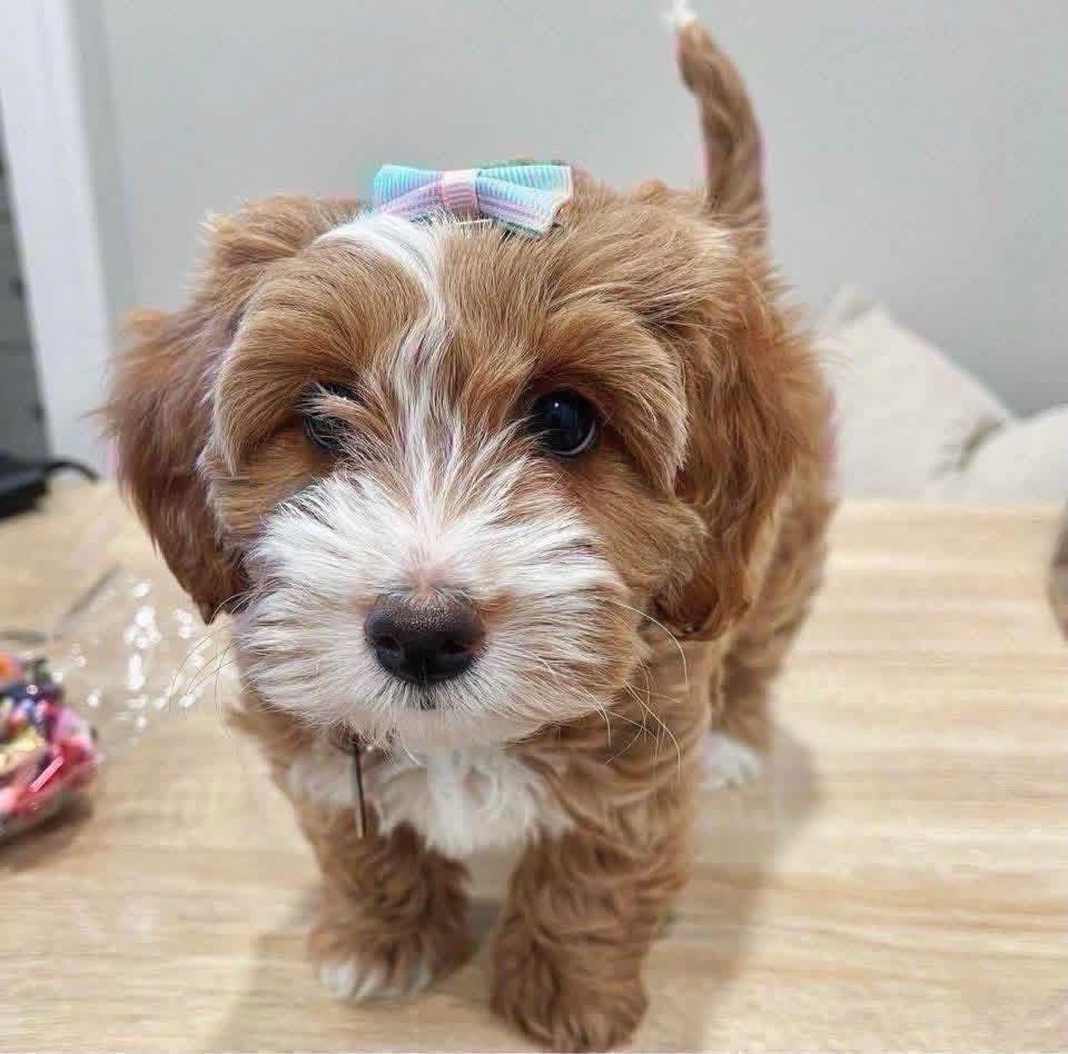 Female Goldendoodle in Atlanta, Georgia