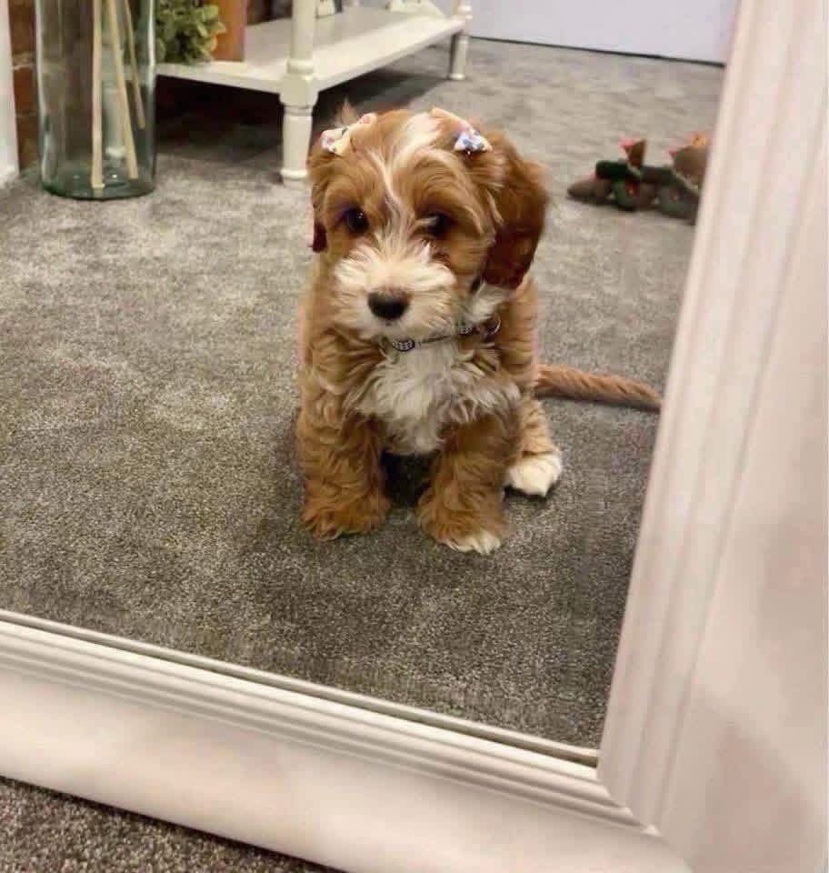 Female Goldendoodle in Atlanta, Georgia, photo 2