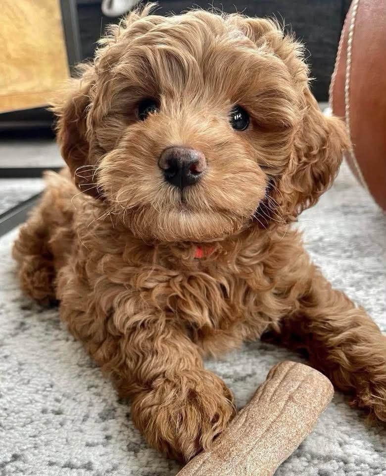 Female Goldendoodle in Atlanta, Georgia