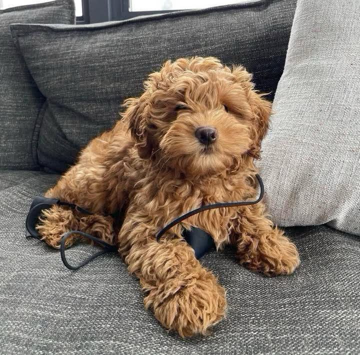 Female Goldendoodle in Atlanta, Georgia, photo 2