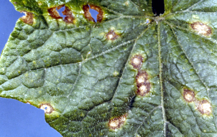 Anthracnose Colletotrichum orbiculare