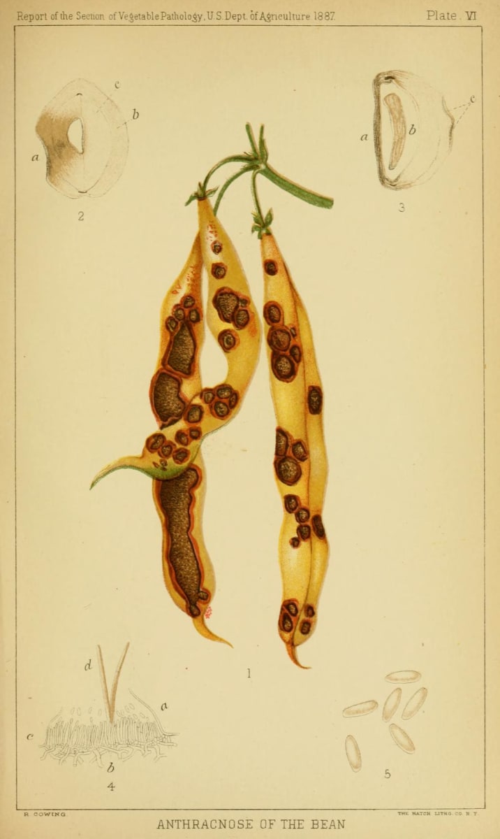 Pl. VI Report of the Commissioner of Agriculture (U.S.) 1887