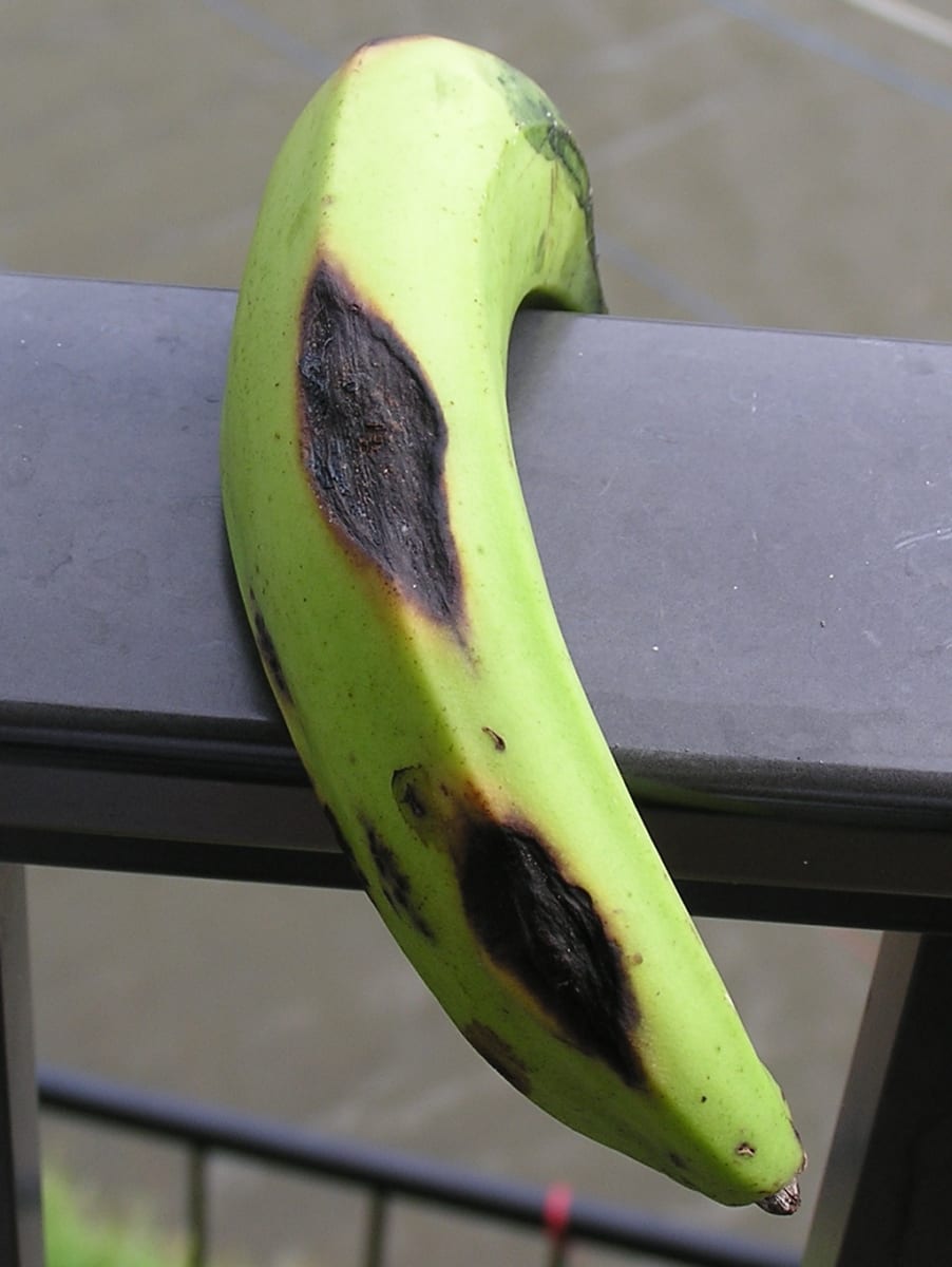 Anthracnose of banana