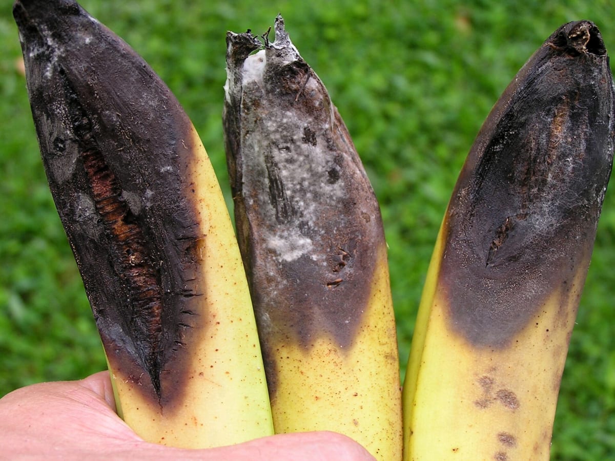 Banana anthracnose