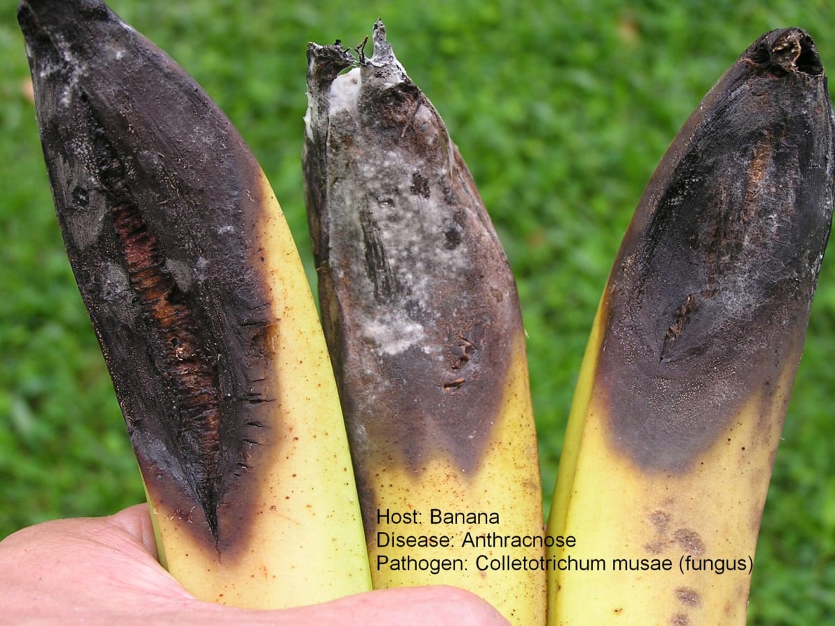 Banana anthracnose