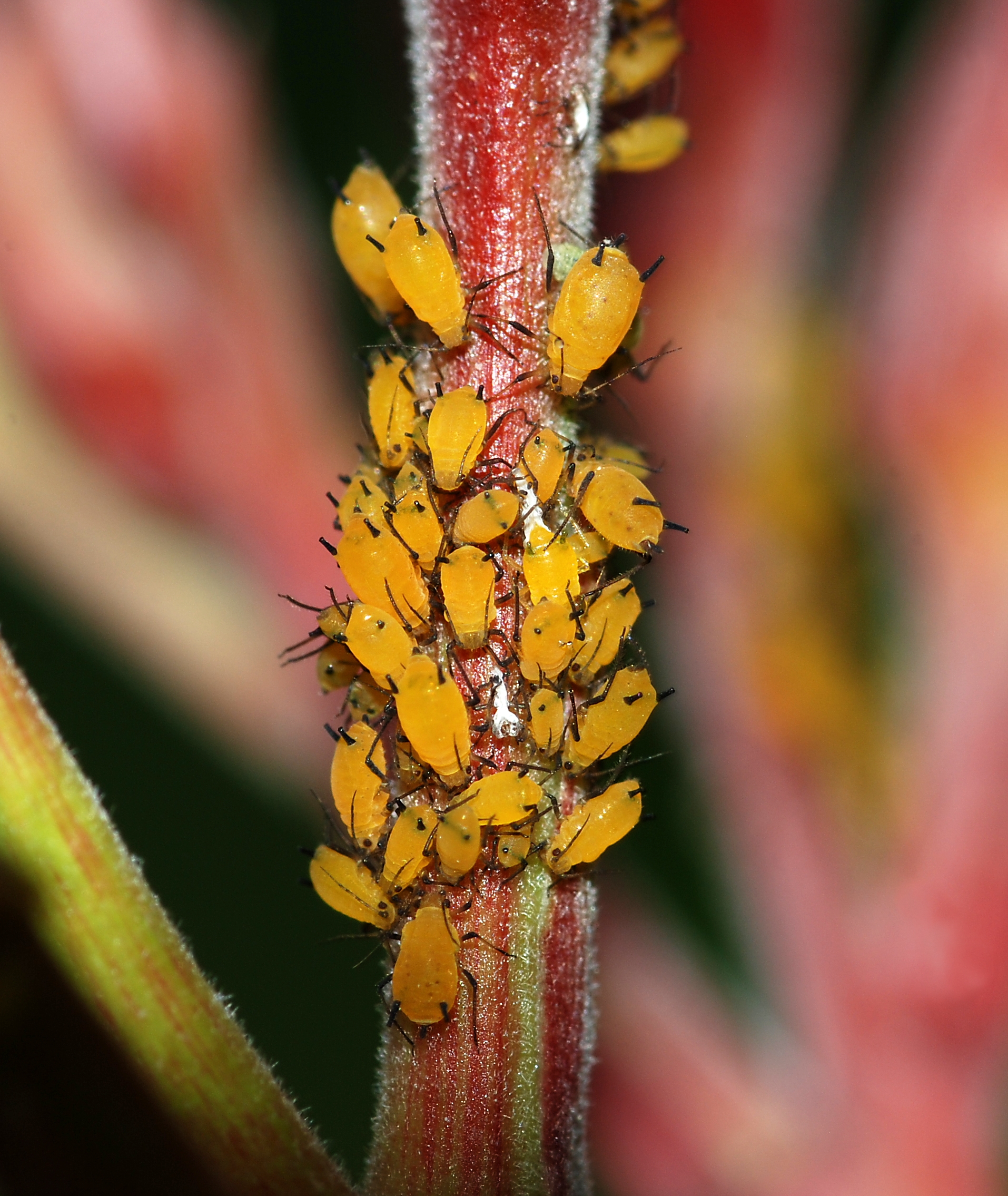 Aphids September 2008-1
