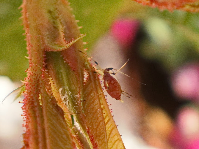 Rose aphids (Macrosiphon rosae) on Rose