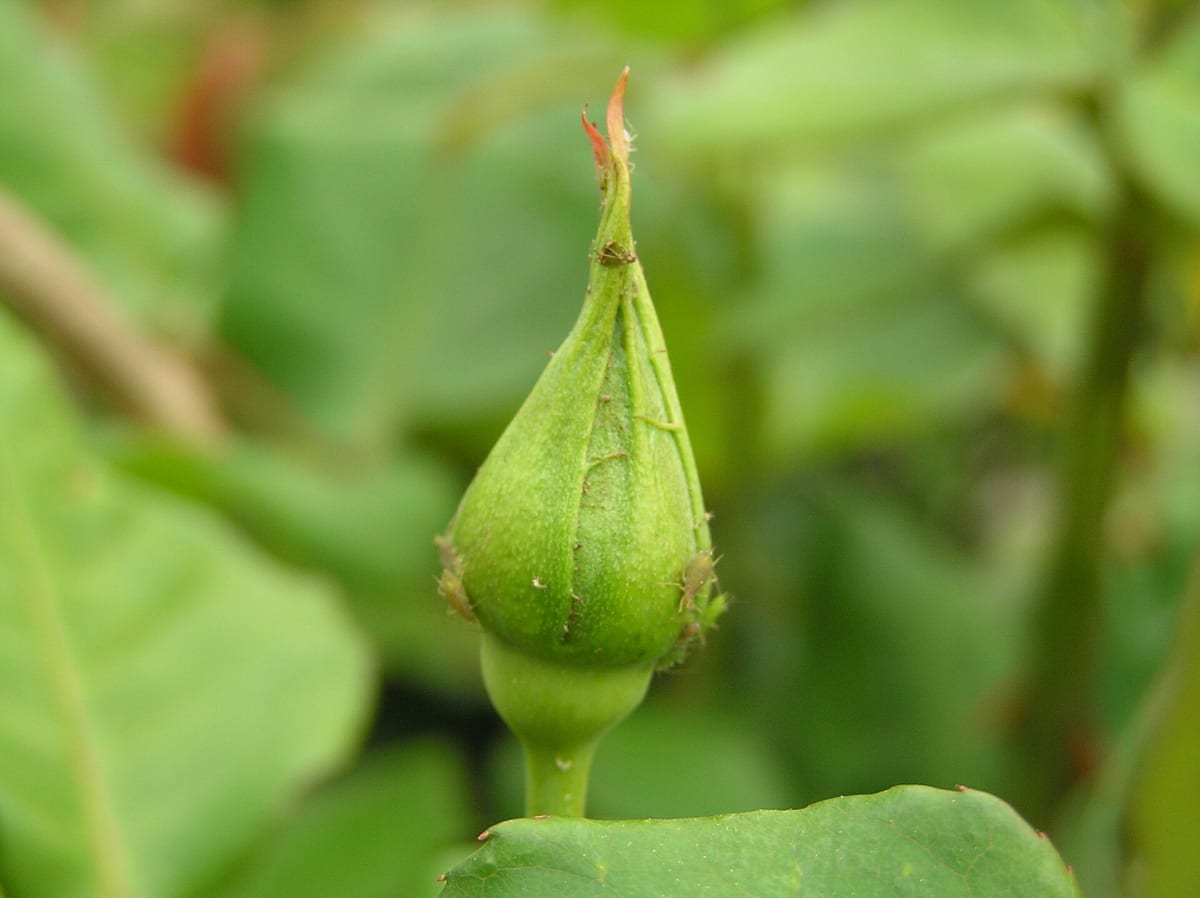 Aphids on Rose