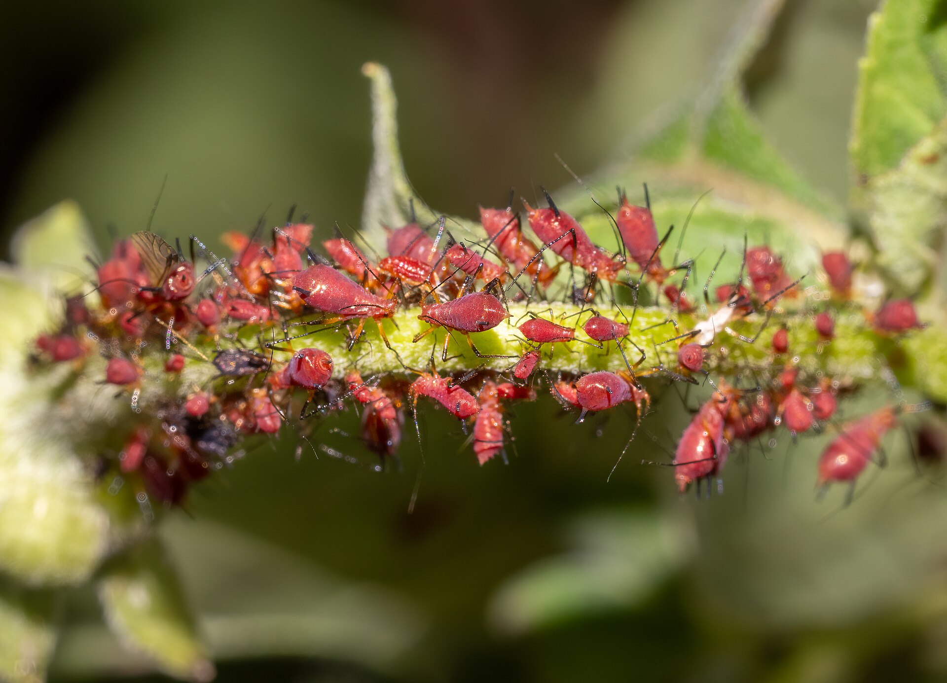 Rose aphids (11053)