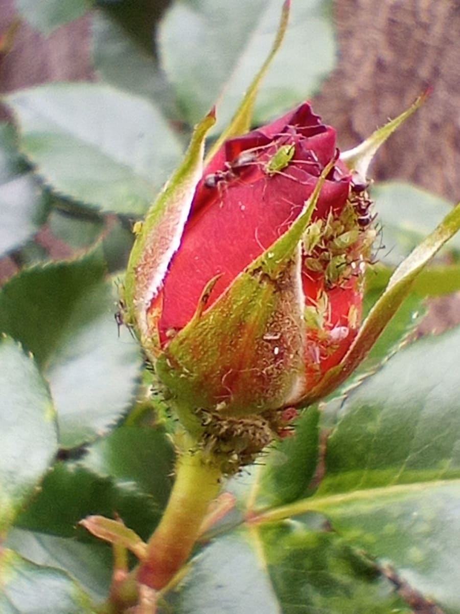 Aphids Macrosiphum rosae and ants on a red rose bud, by baby-bear.org