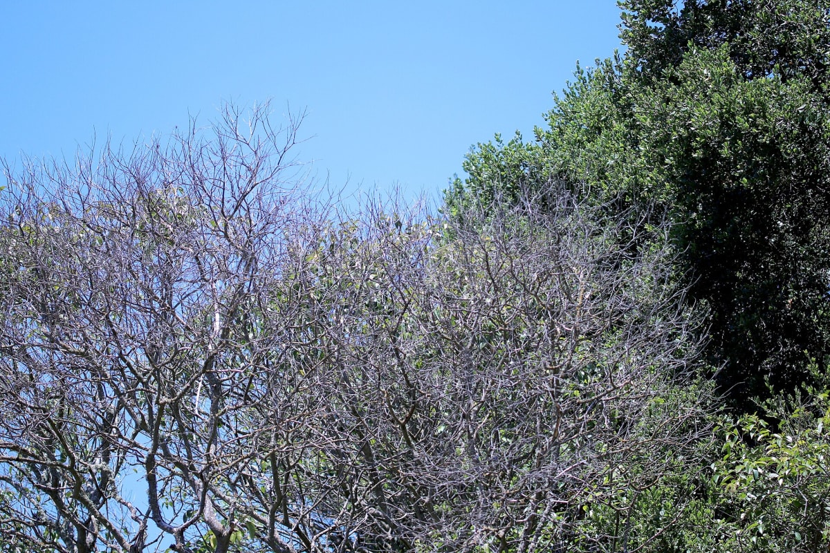 Ligustrum lucidum