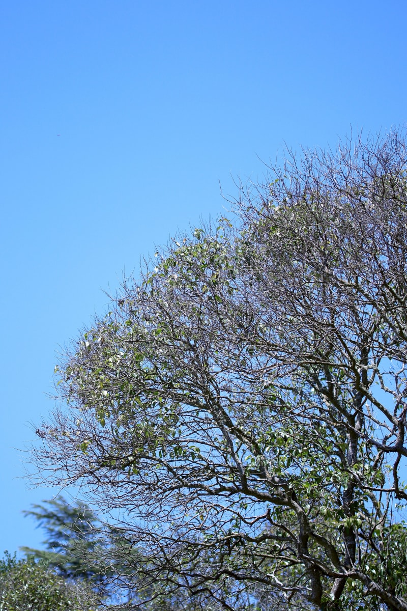 Ligustrum lucidum