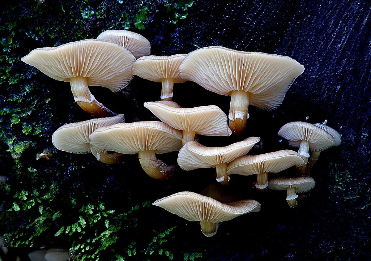 Olive honeycap Armillaria novaezealandae
