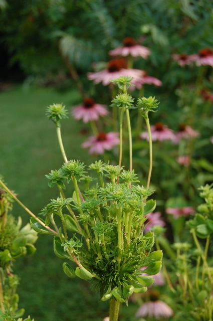 Phyllody on Coneflower with aster yellows