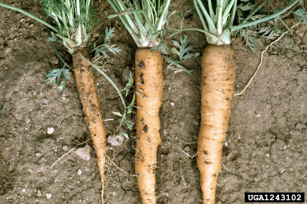 Aster yellows symptoms carrot
