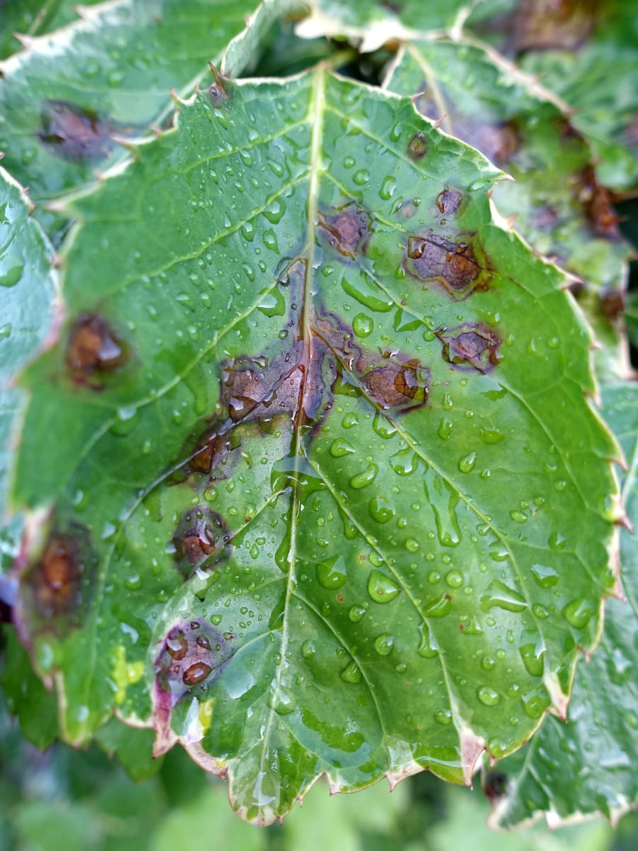 Panax Bacterial leaf blight