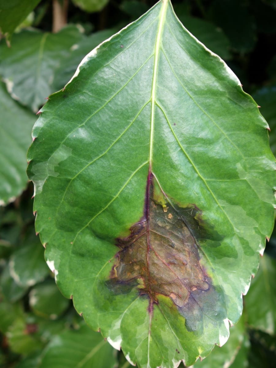 Panax Bacterial leaf blight