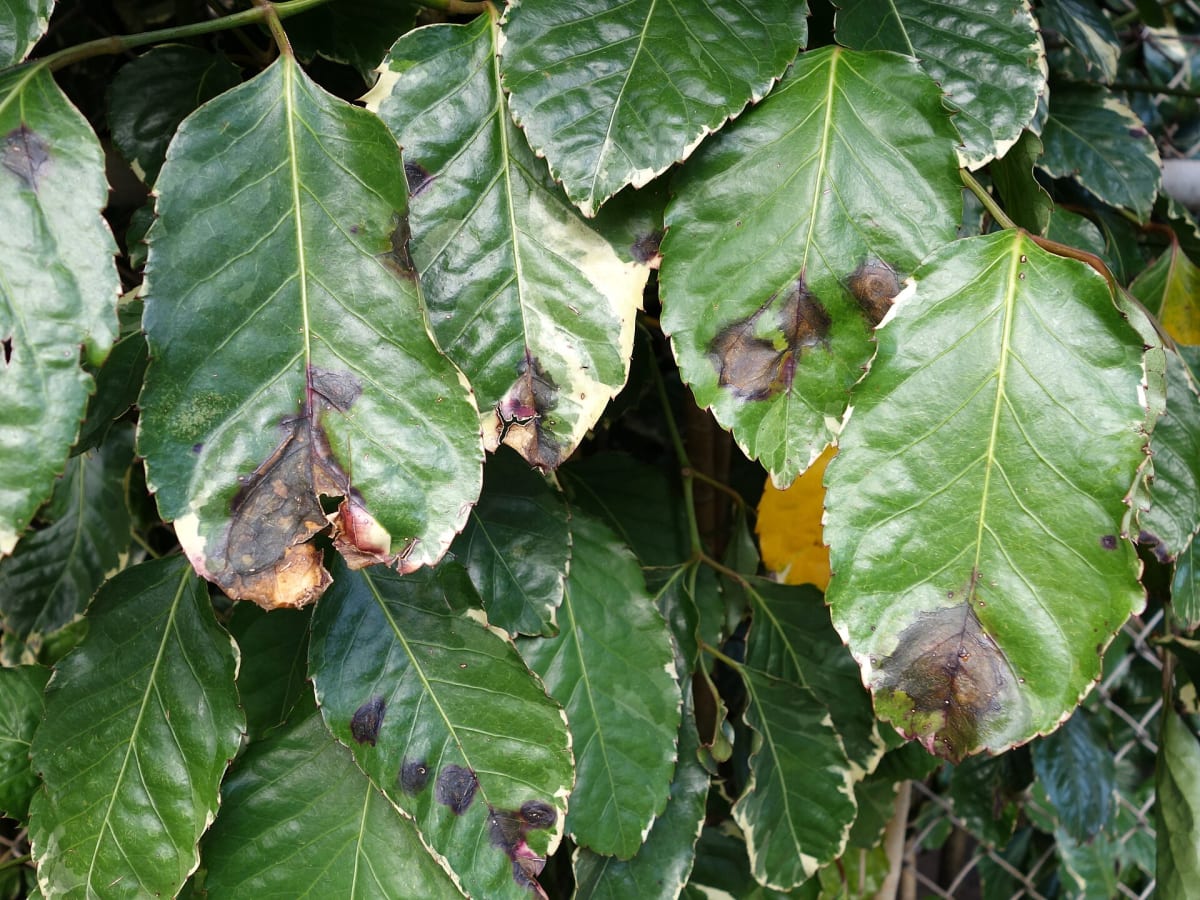 Panax Bacterial leaf blight