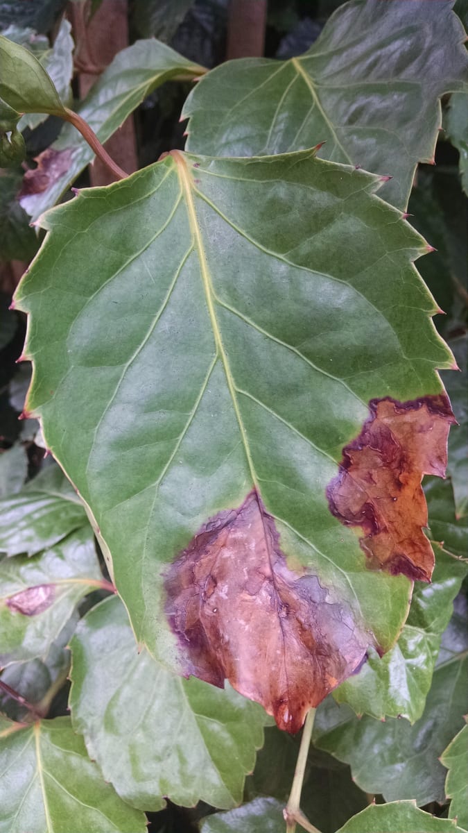 Panax Bacterial leaf blight