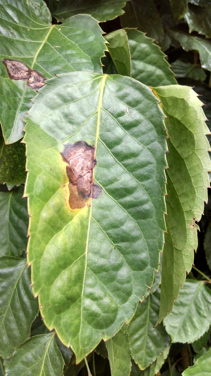 Panax Bacterial leaf blight