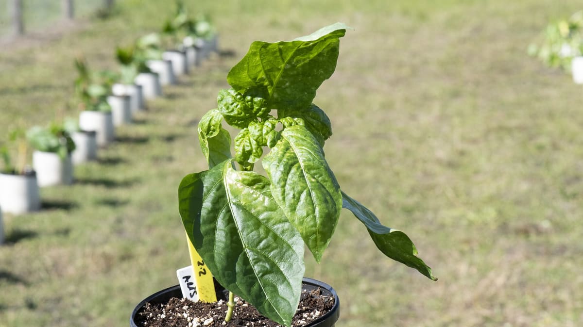 Pepper infected with the tomato chlorotic spot virus (TCSV) used by U S Department of Agriculture (USDA) Agricultural Research Service (ARS) scientists from the U S Horticultural Research Laboratory, in Fort
