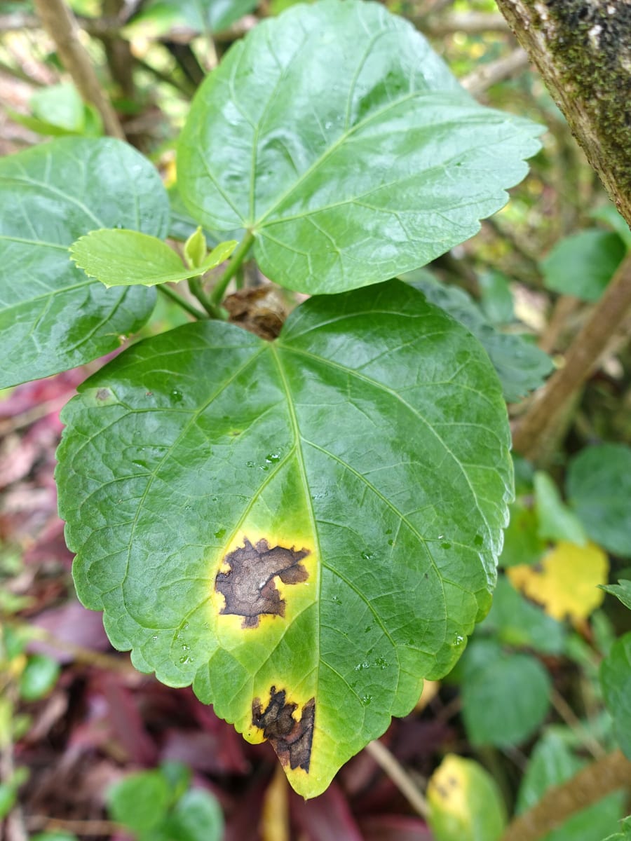 Hibiscus Bacterial leaf spot
