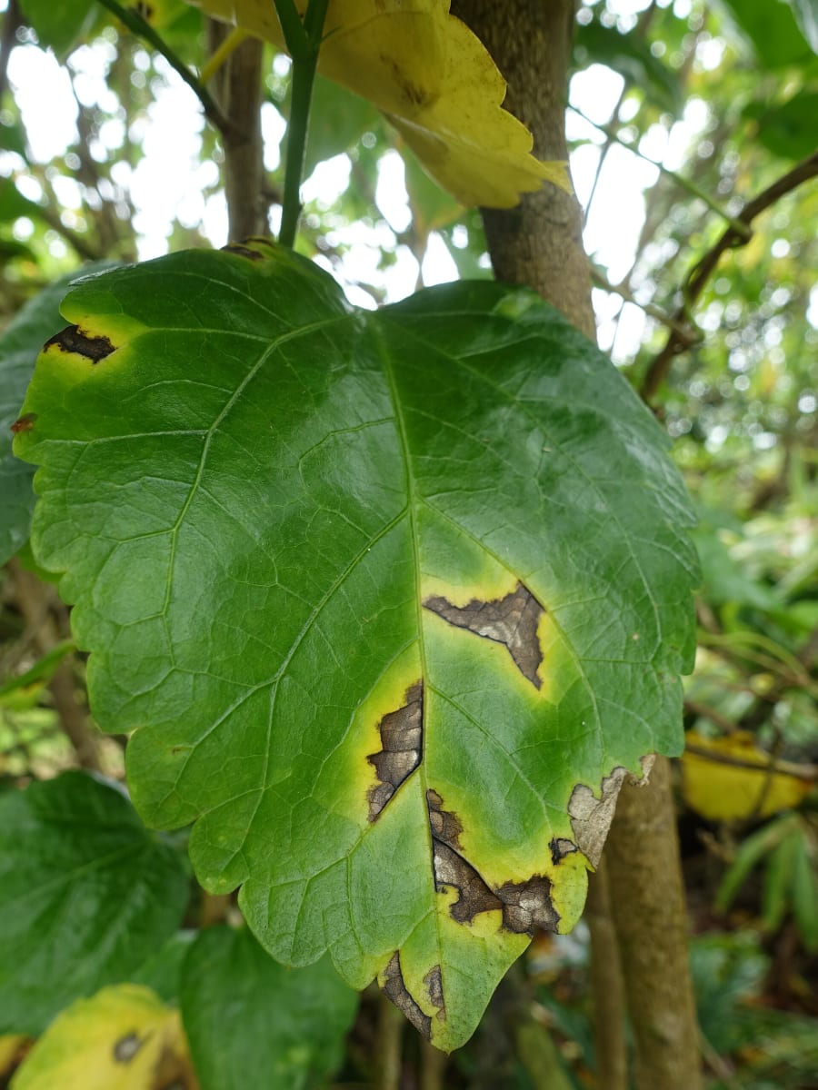 Hibiscus Bacterial leaf spot
