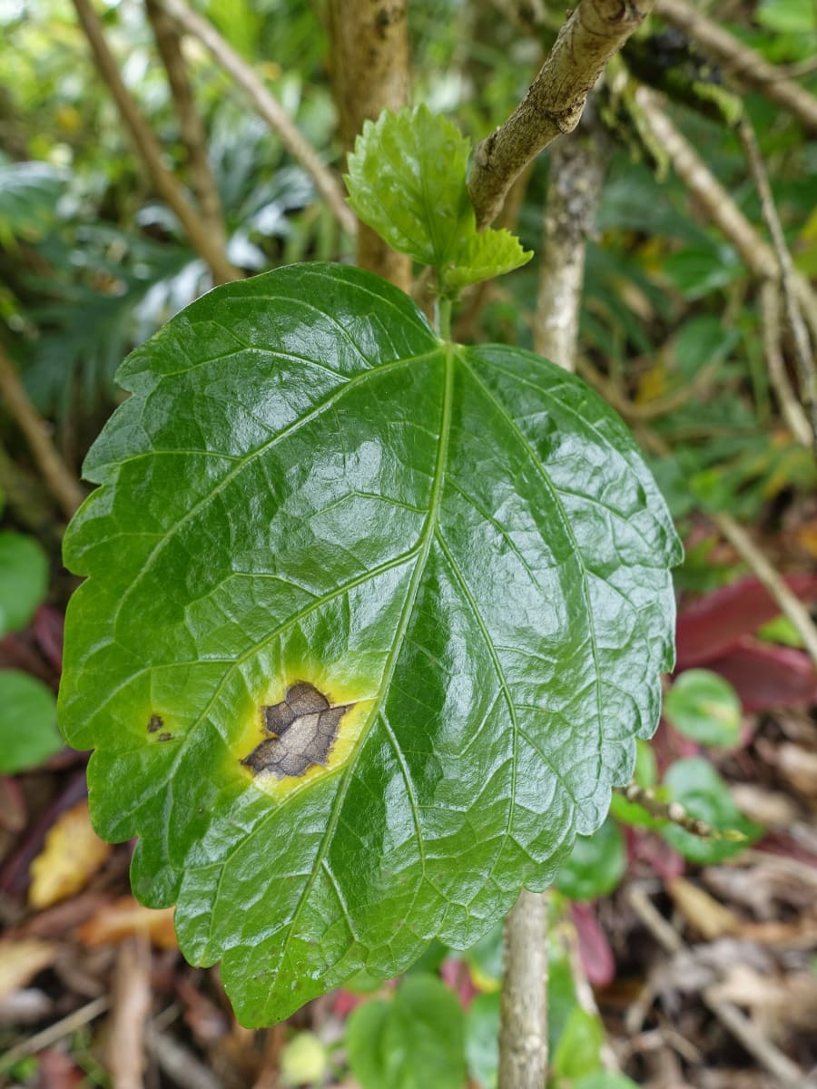 Hibiscus Bacterial leaf spot