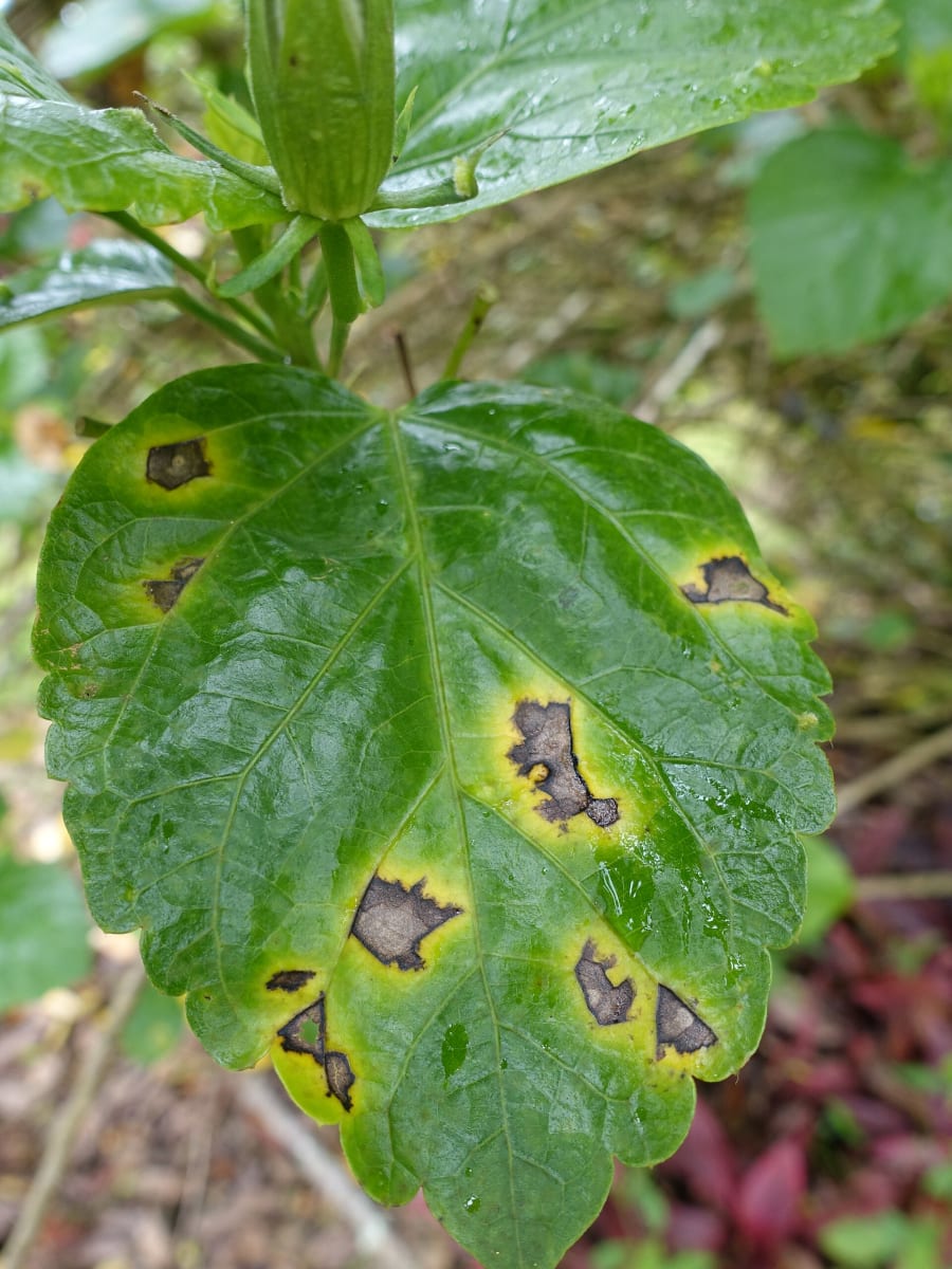 Hibiscus Bacterial leaf spot