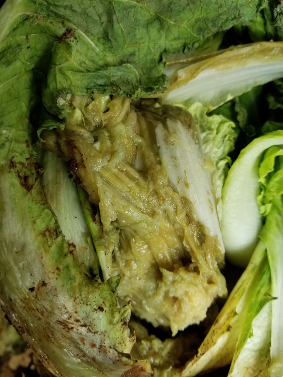 Napa Cabbage (Won Bok, Chinese Cabbage, Celery Cabbage) Bacterial soft rot
