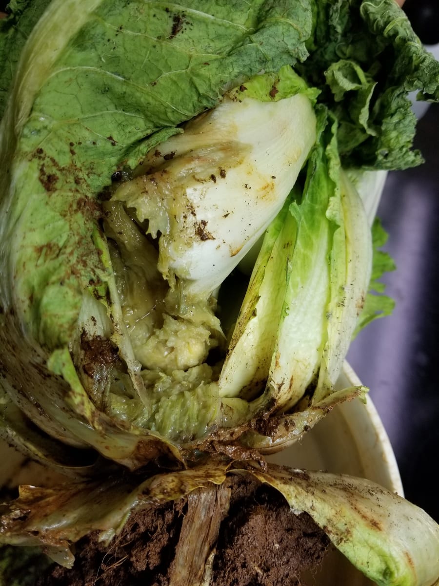 Napa Cabbage (Won Bok, Chinese Cabbage, Celery Cabbage) Bacterial soft rot