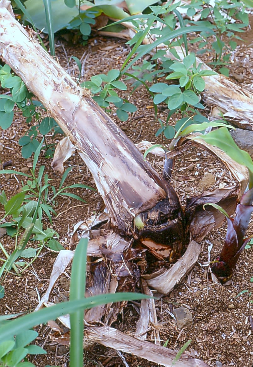 Banana Erwinia soft rot 4