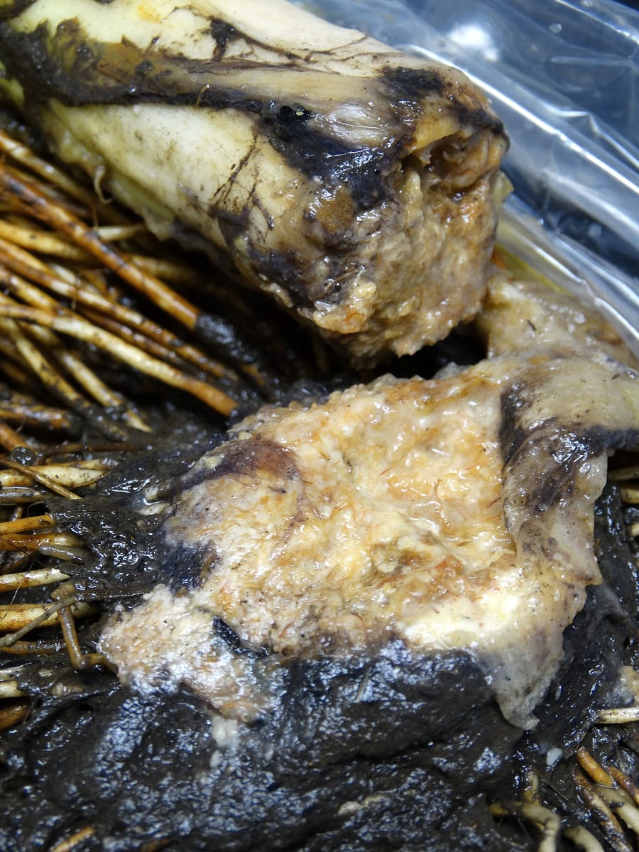 Taro (Colocasia esculenta) Bacterial soft rot