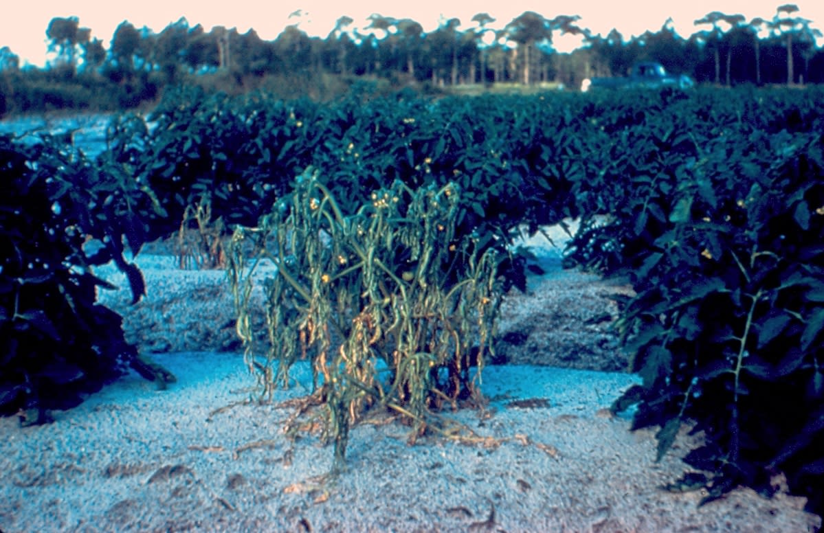Tomato Bacterial wilt (Pathogen Ralstonia solanacearum)