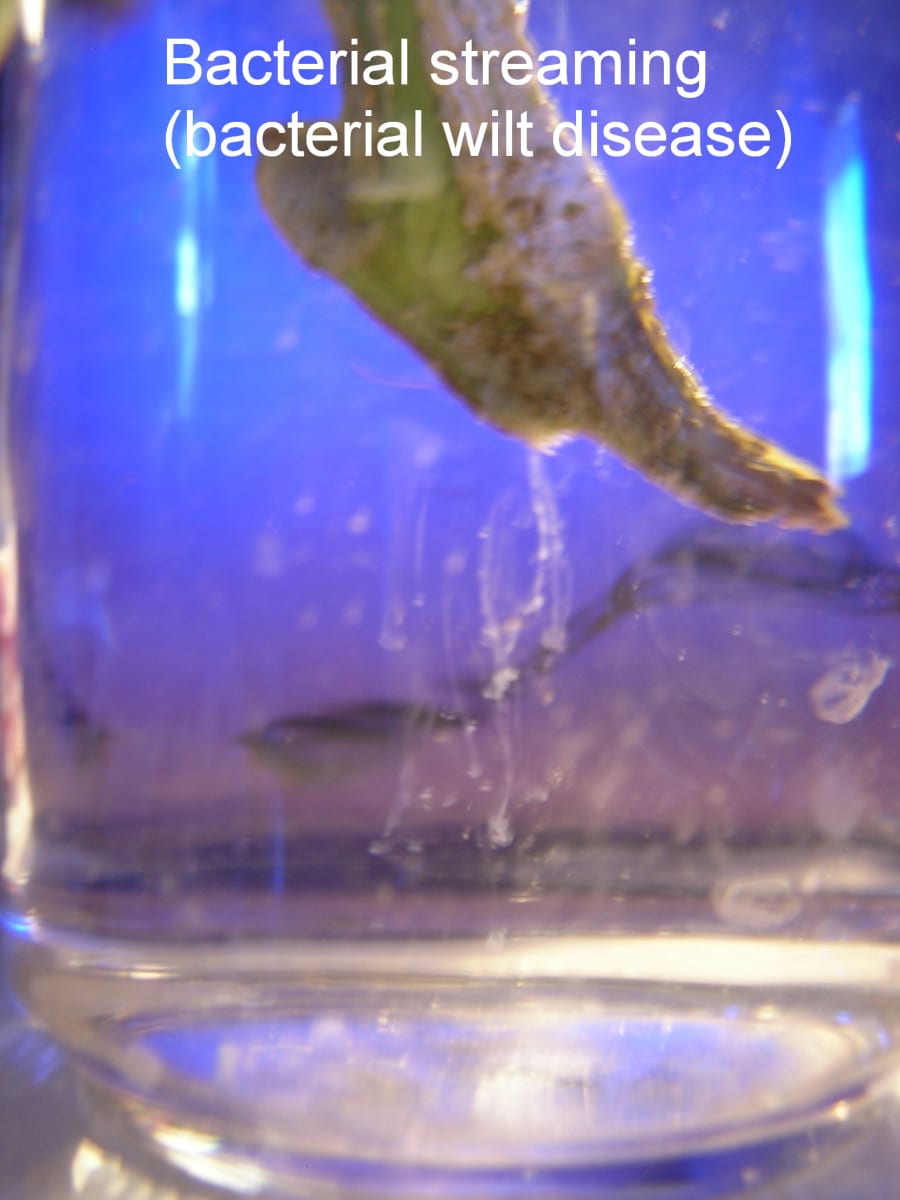 Bacterial wilt 3