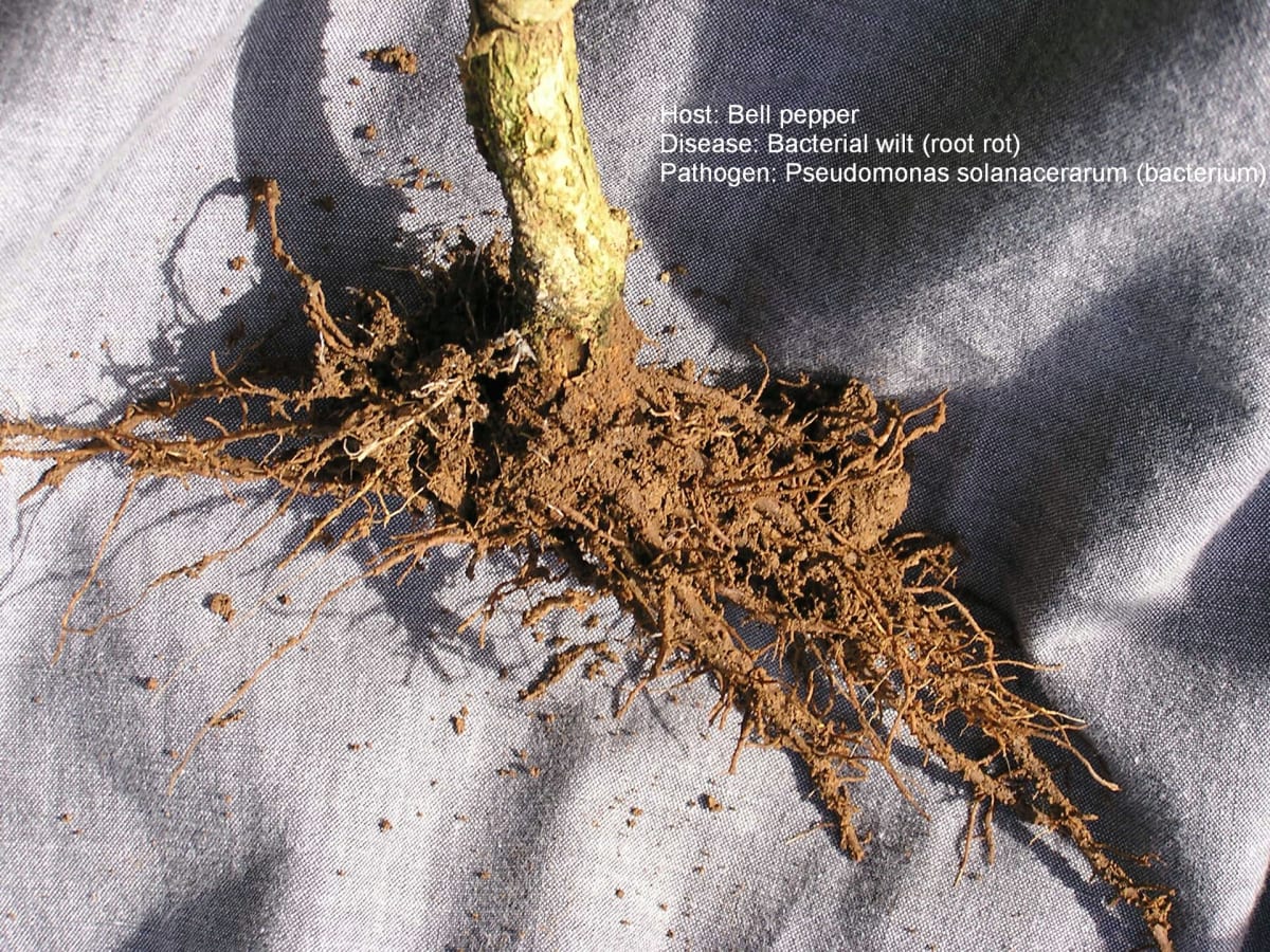 Bacterial wilt 2