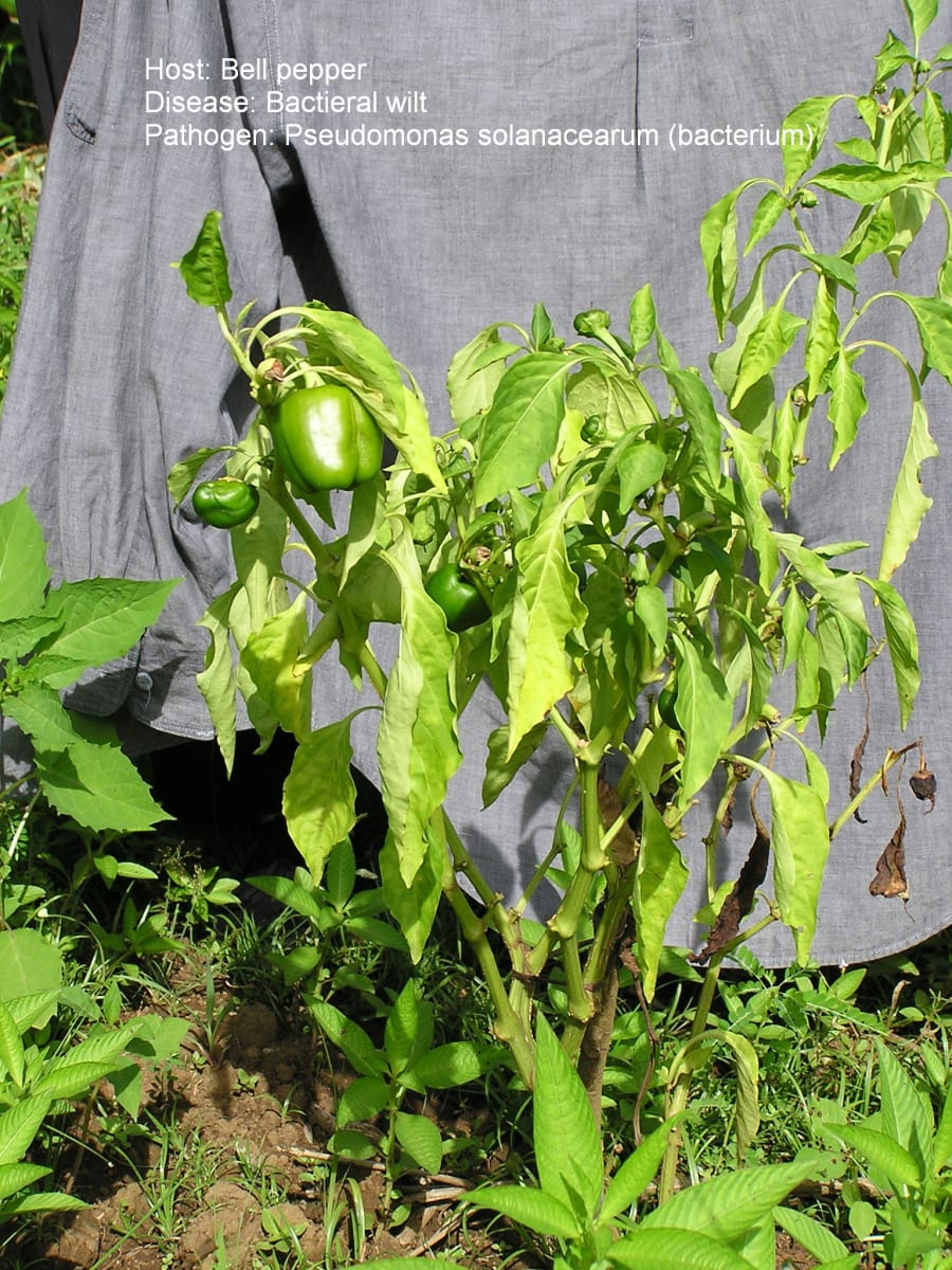 Bacterial wilt 1
