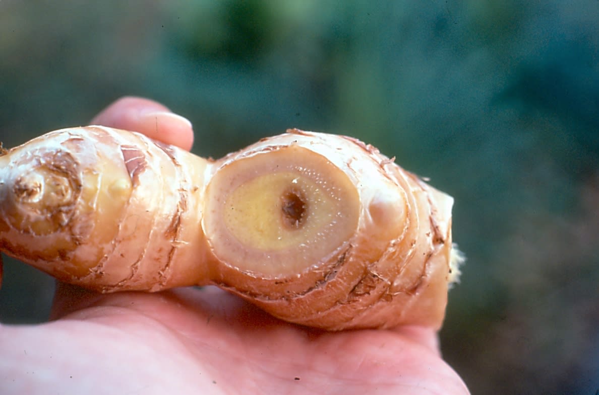 Ginger bacterial wilt 8